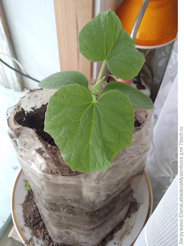 Потом перевалила в обрезанные 5 л баклажки. Скоро высажу в теплицу.