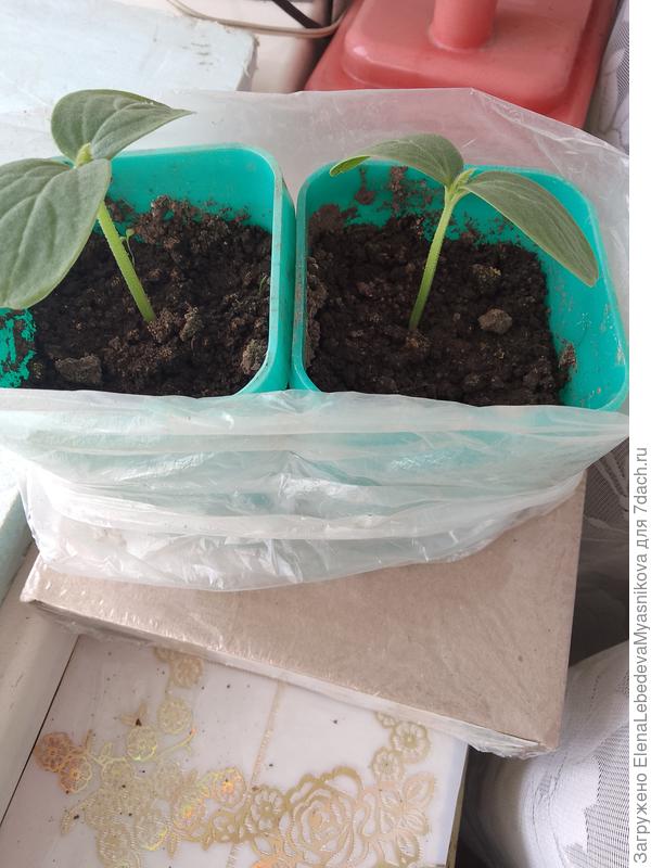 Сначала росли в горшках 0,4.