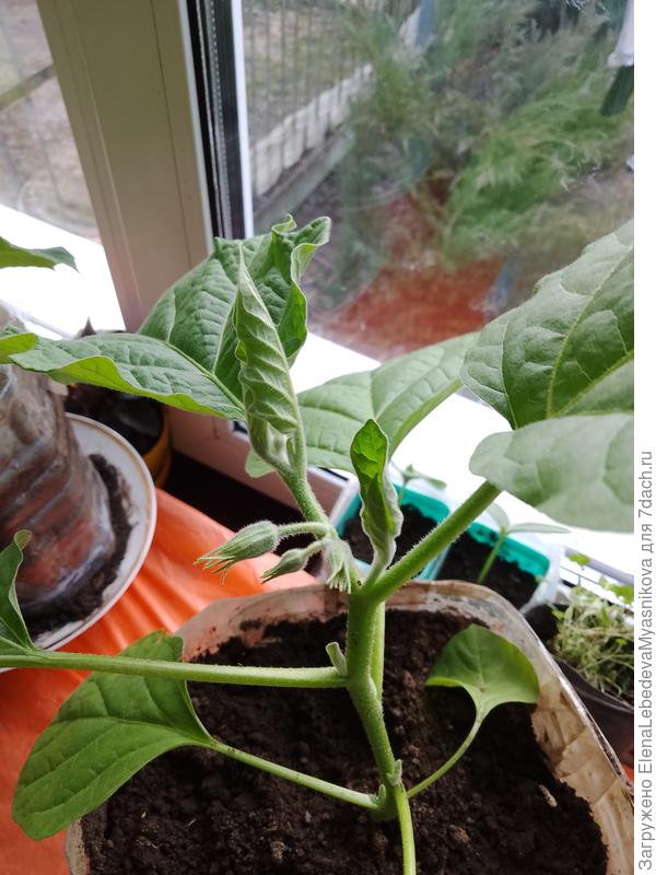 Когда надо убирать листья до развилки? И развилка ли это?