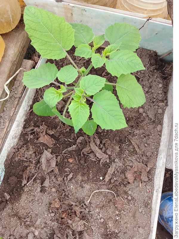 Высадила один из двух физалисов