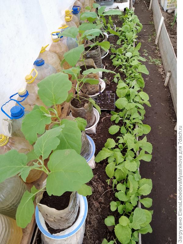 Вынесла на закалку баклажаны.Сегодня с утра в теплице +7° и это с печкой, но пока все живы, здоровы.