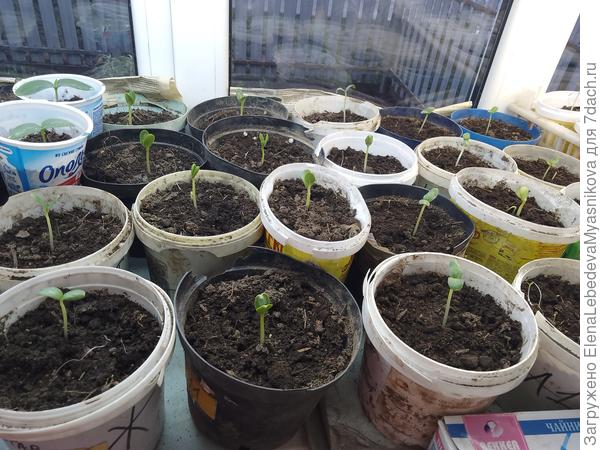 Сегодня с утра проверила -взошли почти все арбузы и дыни, пятый день от замачивания