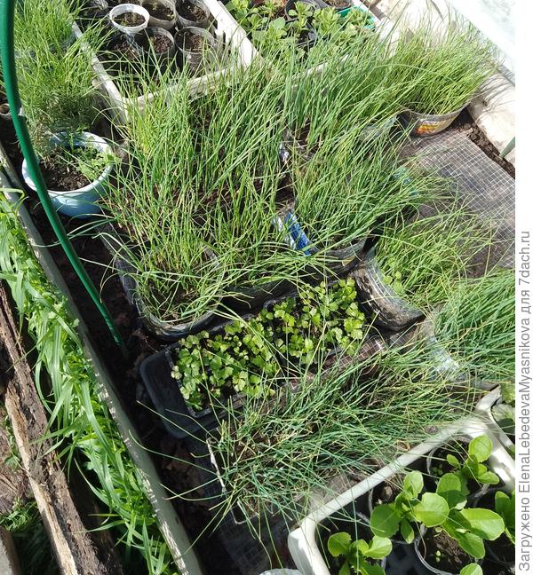 Лук уже 10 дней живёт в Ог под укрывным, сегодняшний заморозок выдержал.