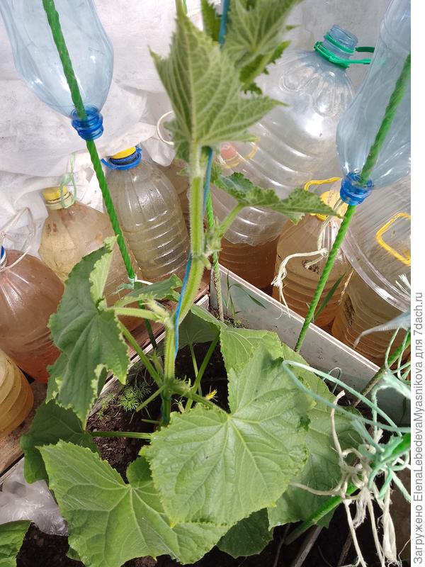 Сегодня они уже метр высотой и собираются зацветать.Сорт Кураж