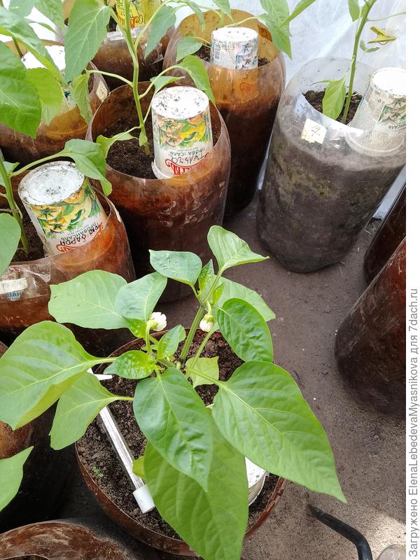 Эти сеяны 22.02.