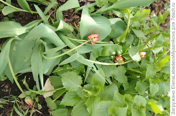 Даже тюльпаны поникли