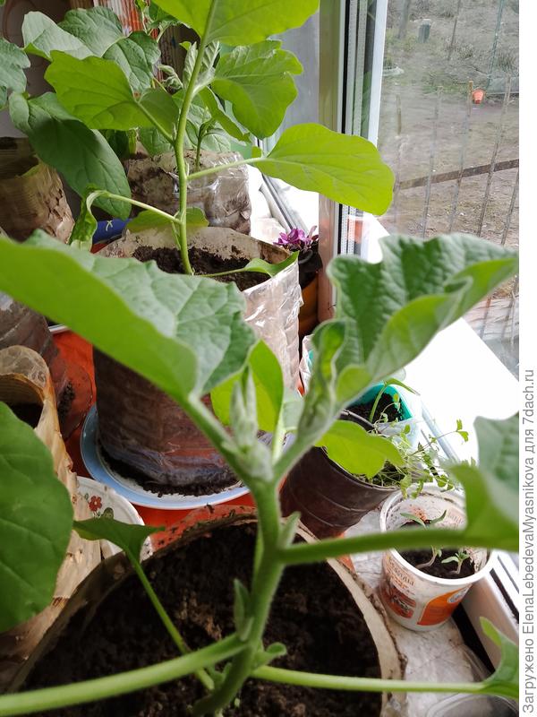 А снизу старые тарелки, чтоб поливать.