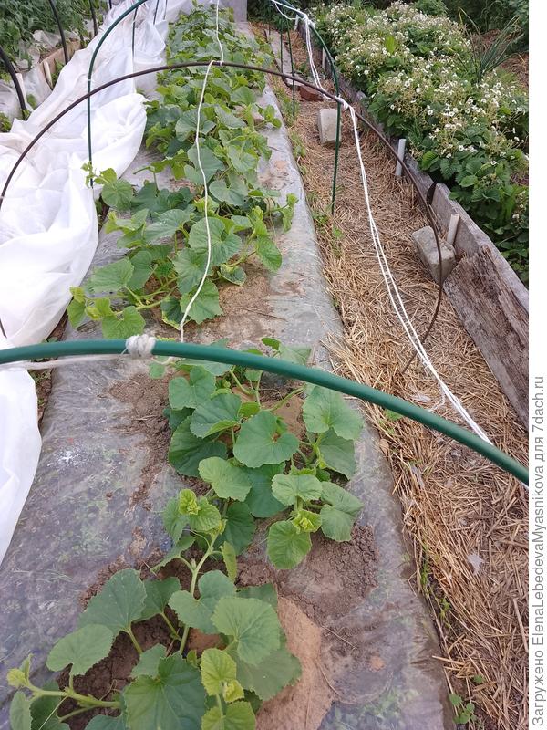 Прошлогодняя грядка