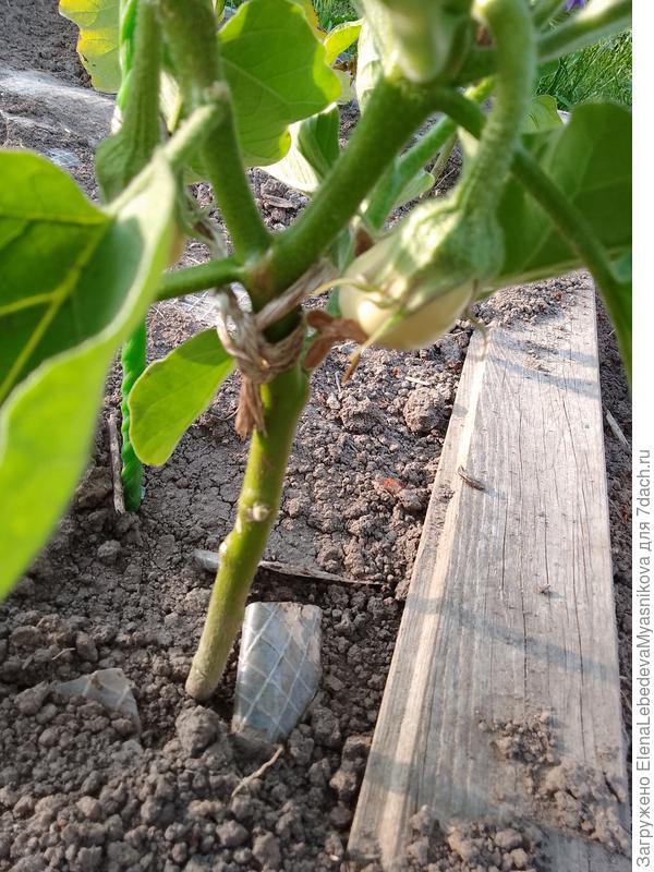 На белом баклажане первые завязи.