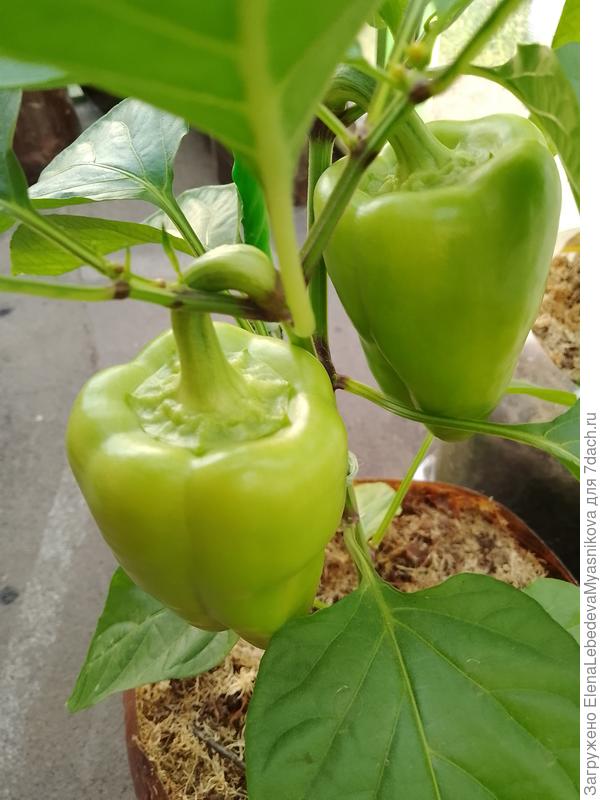 Перец в технической спелости.