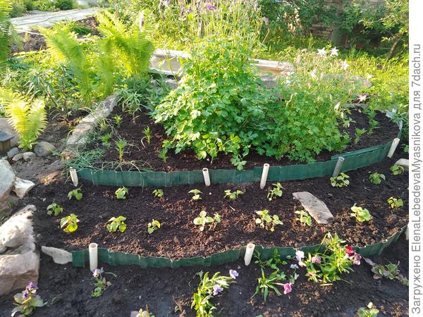 Высадила агератум, сальвию и виолы