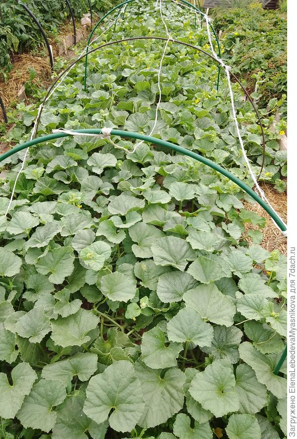 Потом конечно я побеги без завязей убрала, но масса всё равно большая.Так это я ещё верхушки, что за пределы грядки лезли прищипывала.