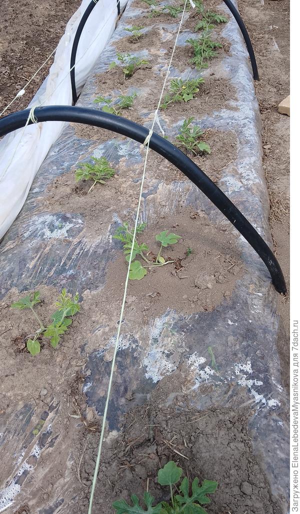 Арбузы стараются не отставать.