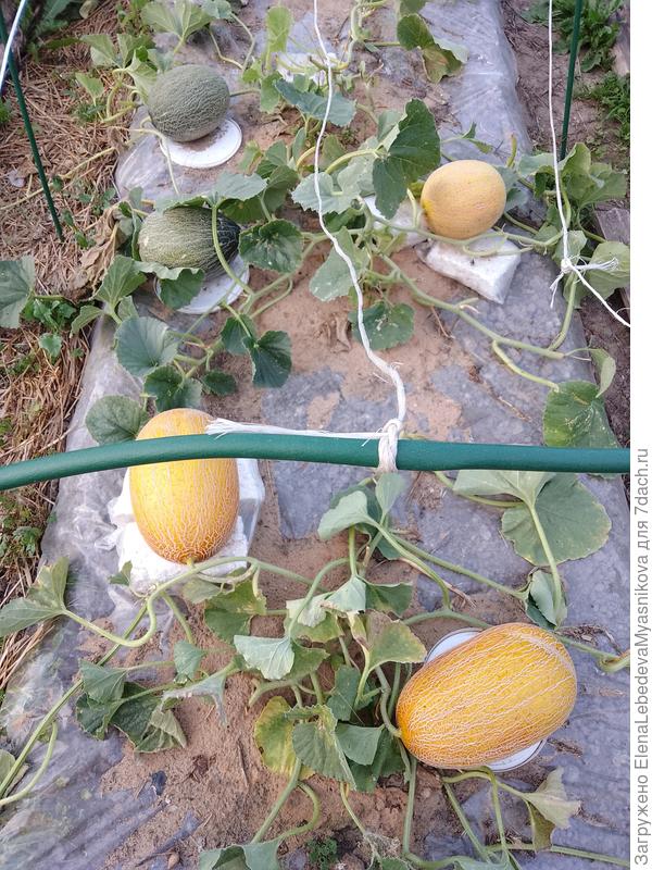 Это уже всё лишнее обчикала, оставила только плети с дынями.