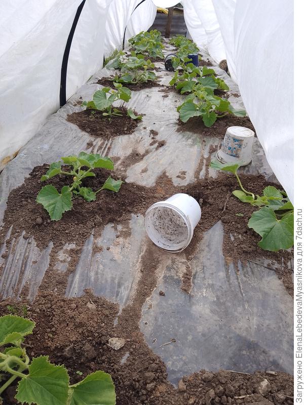 Дыни зацветают, у меня гибриды хочу попробовать не прищипывать основной стебель.