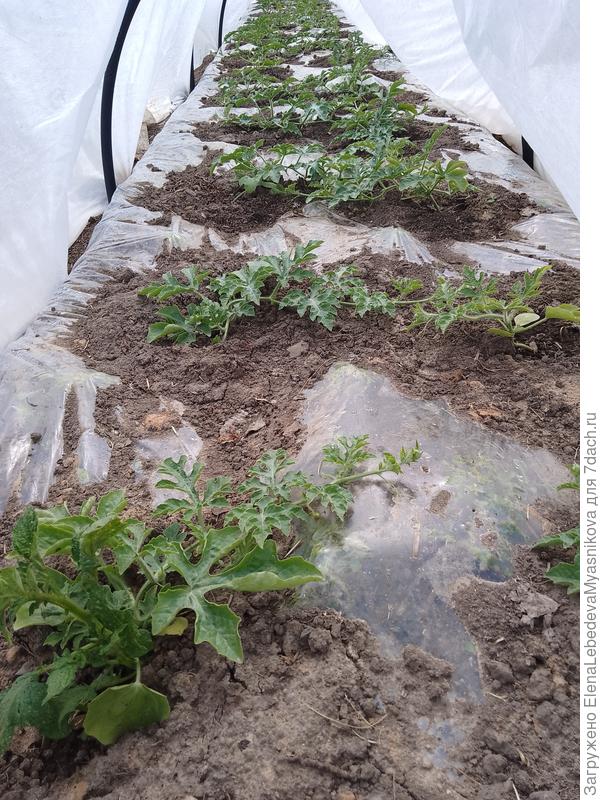 А в субботу опять ночью только 2°, сегодня было 5° Сплошной экстрим.