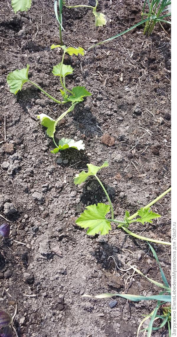 Для дальнейшего тестирования было высажены два куста.