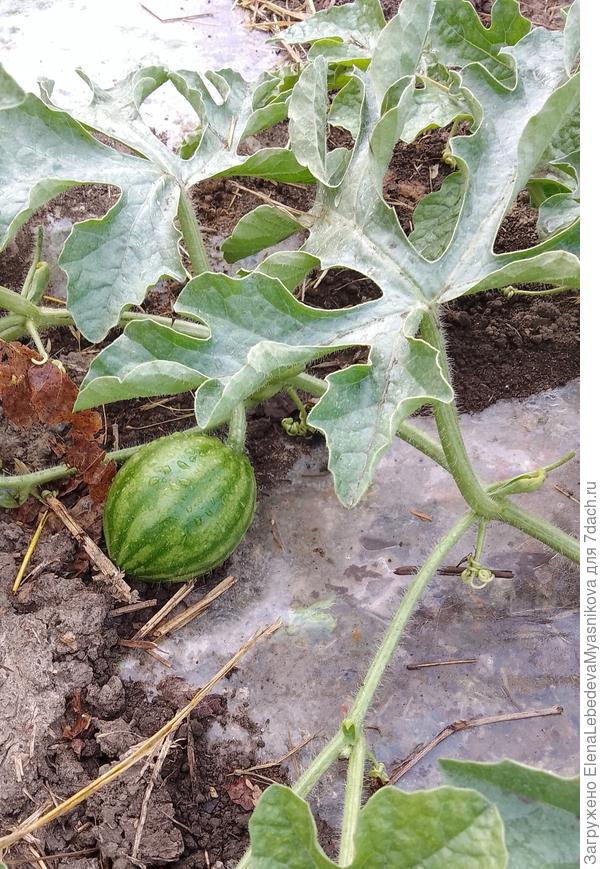 Такие симпатичные, с некрупное яблоко.