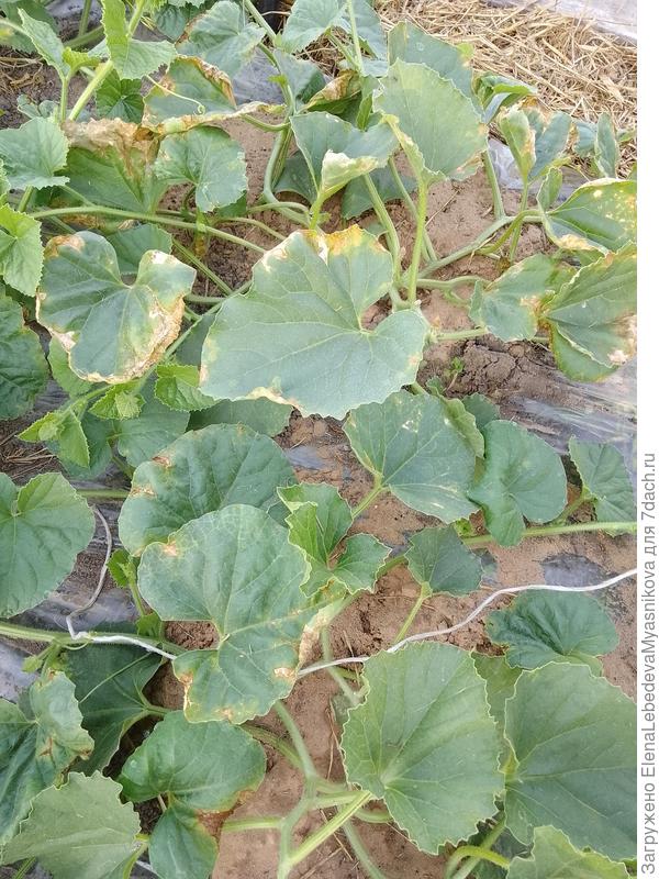 Прошлый год на дынях и арбузах начали желтеть края листьев. Помогла только по совету Василия обработка медьсодержащим препаратом.