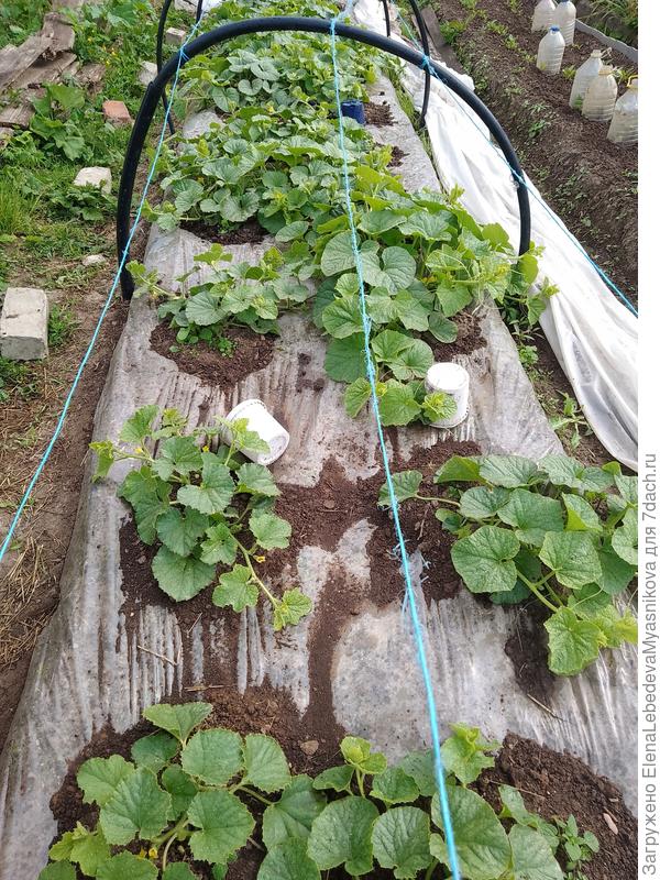 А в дынях женские цветы появились, но не факт, что завяжуться