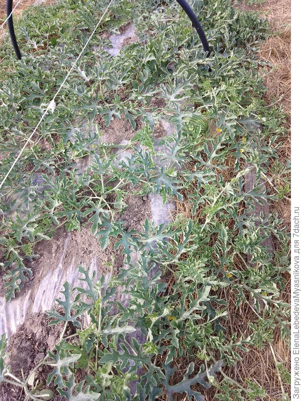 Арбузы завязываются, но пока не на каждом кусте.