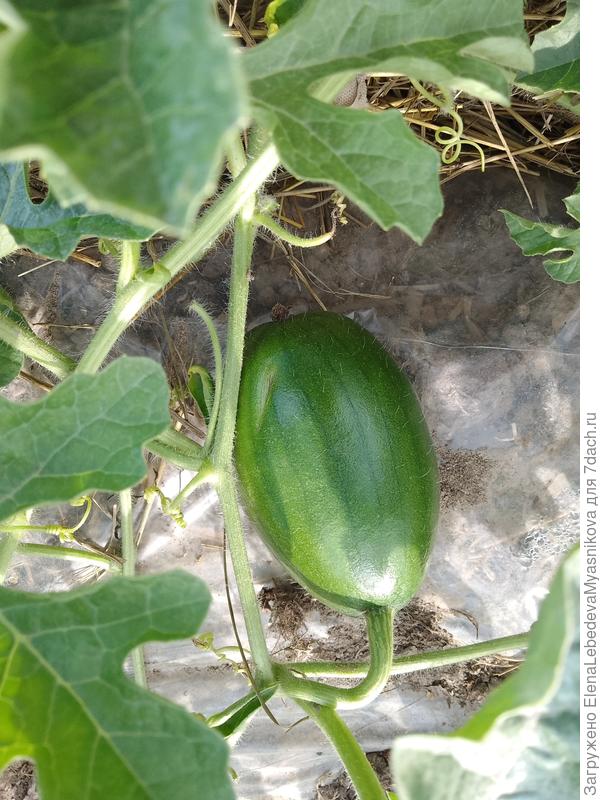 Это тоже арбуз.