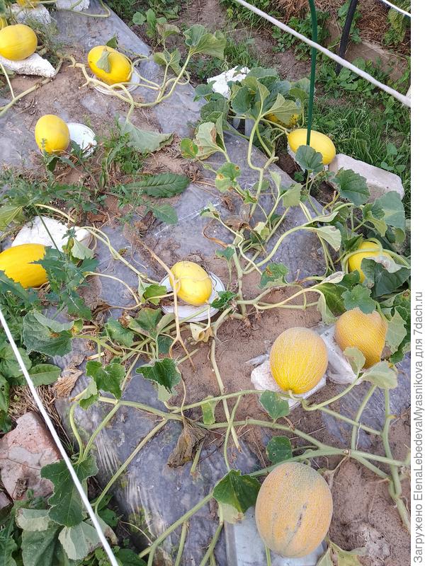 Чисто, нет никаких сорняков.Фото прошлогоднее.