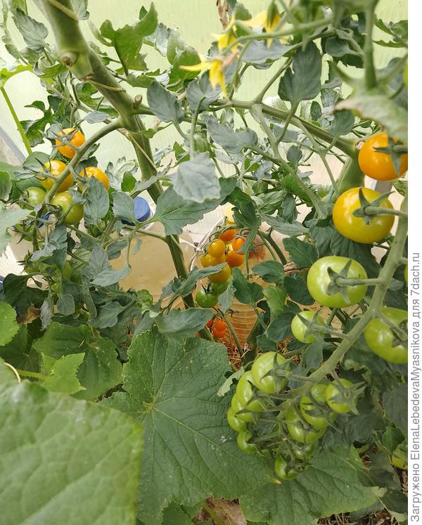 Оранж Свит.