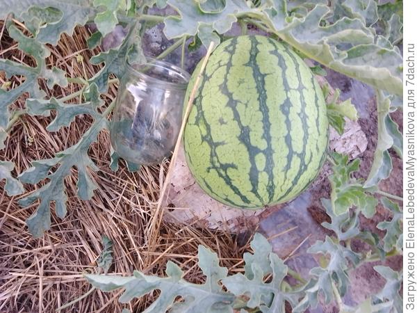 Емеля, порционный.