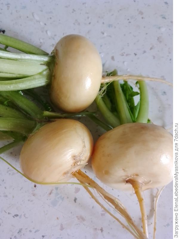 Посадила баба репку...