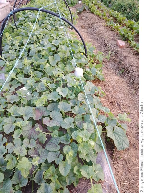 На дынях пока прищипываю только верхушки на длинных плетях.Так и не пойму, что лишнее убирать.Есть пяток дынек с гусиное яйцо, остальные ещё не понятно,завязались или нет.