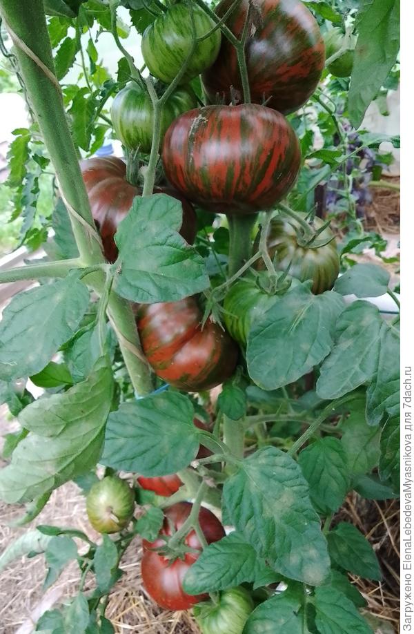 Полосатый шоколад