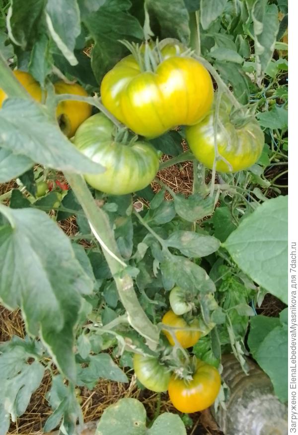 Малахитовая шкатулка.