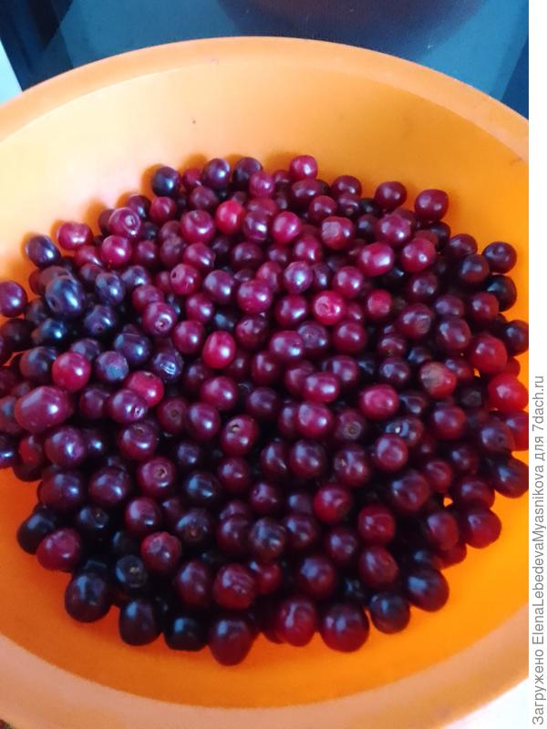 Вишню приходится собирать чуть недоспевшей, а то птицы сами соберут.