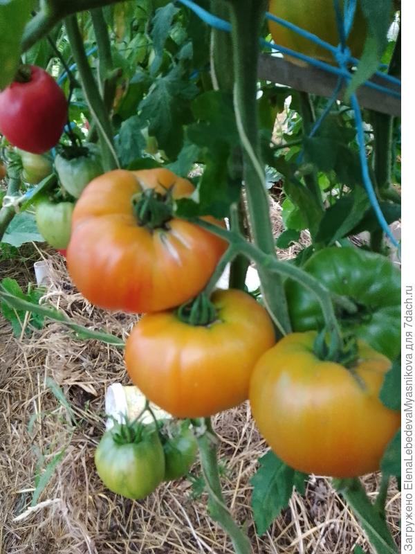 Медовый салют