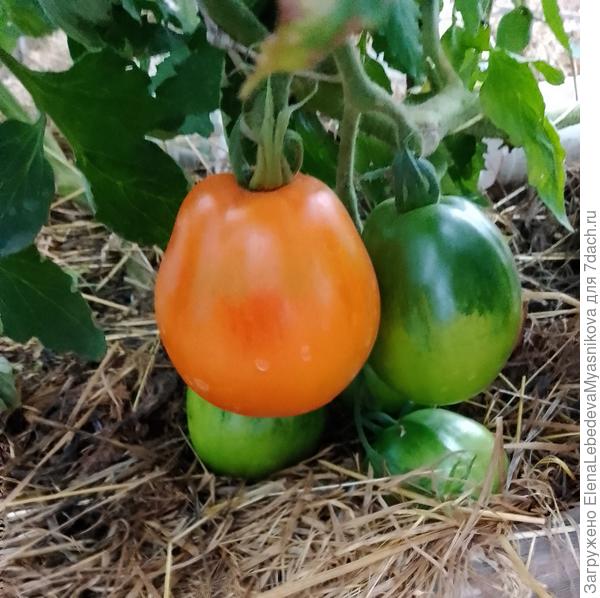 Южный загар очень вкусный, но куст, как всегда слабый и кистей мало.