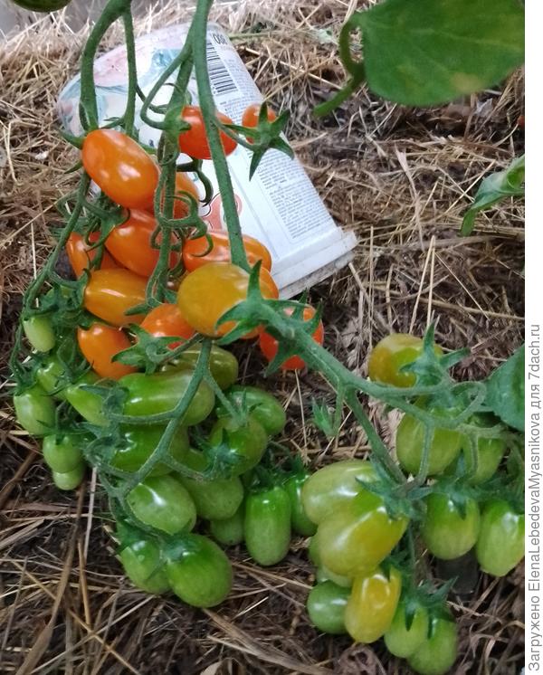 Оранжевый Фонтан.