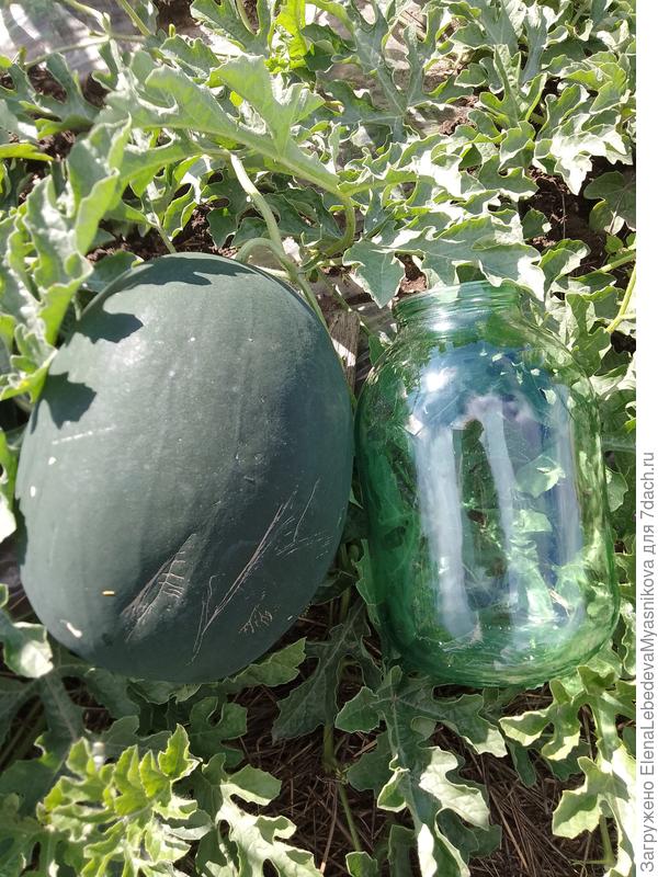 3-х литровая банка для масштаба.