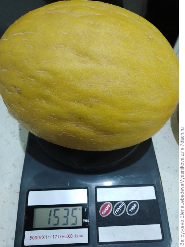 Канария- эта дыня при хранении набирает сахара, может храниться до НГ.