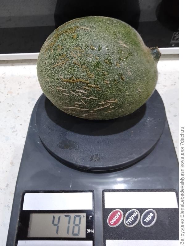 Две дыньки на одном кусте, на разных плетях.