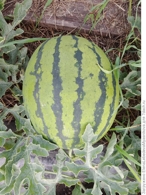 Семена из проф. пакета.