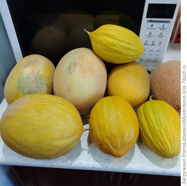 Собрала большую часть дынь, плети увядают и засыхают.