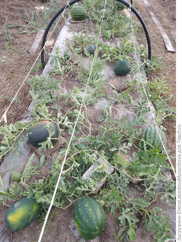 Завязались в начале июля, а самые маленькие в середине августа.Арбузики с грецкий орех удалила, у них шансов нет.
