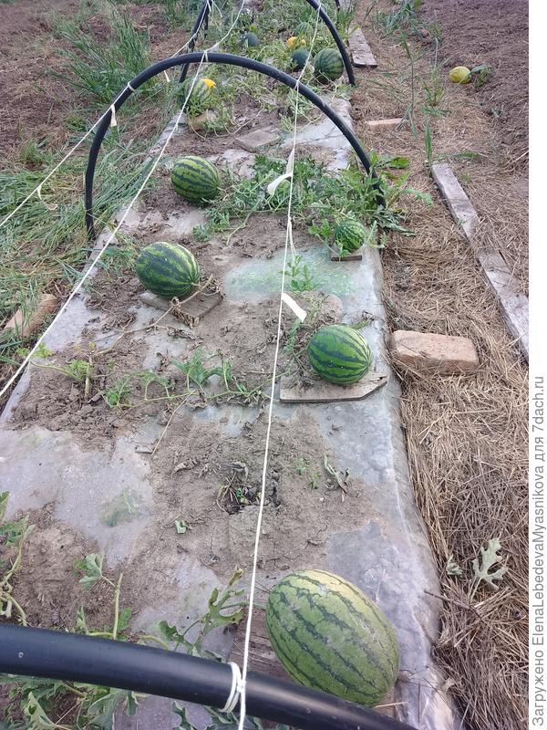 Успели вызреть все, что завязались 15-25 июня их было 16 штук.