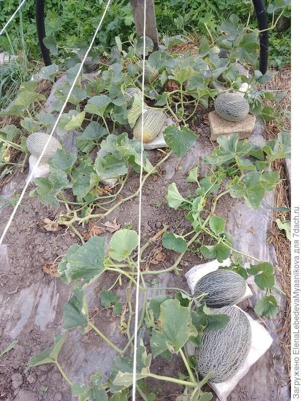 Дыньки Флоренция, на 4 кустах 11 штук, но мелкие.