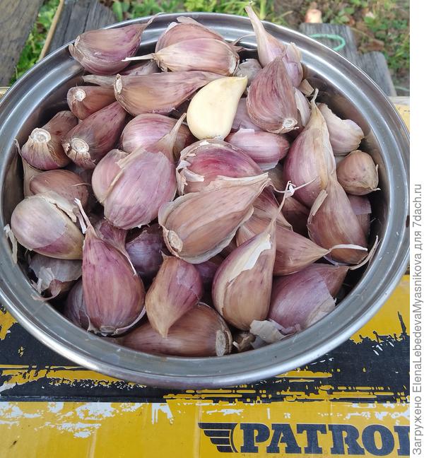 Это несъеденный чеснок с прошлого года, посадила вчера его по клубнике и землянике.
