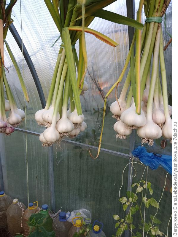 Чеснок этого года