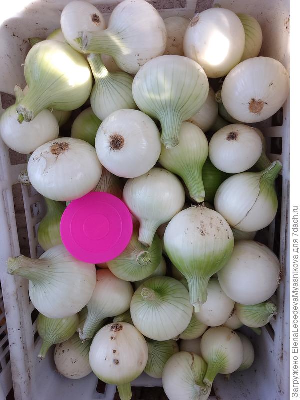 Белый лук Италиан.