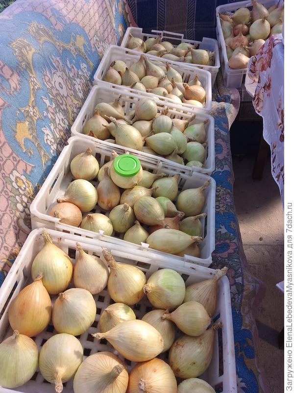 Эксибишен на просушке в беседке.