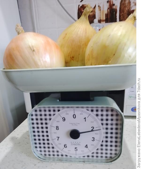 Экс нынче весь очень крупный, таких экземпляров очень много.